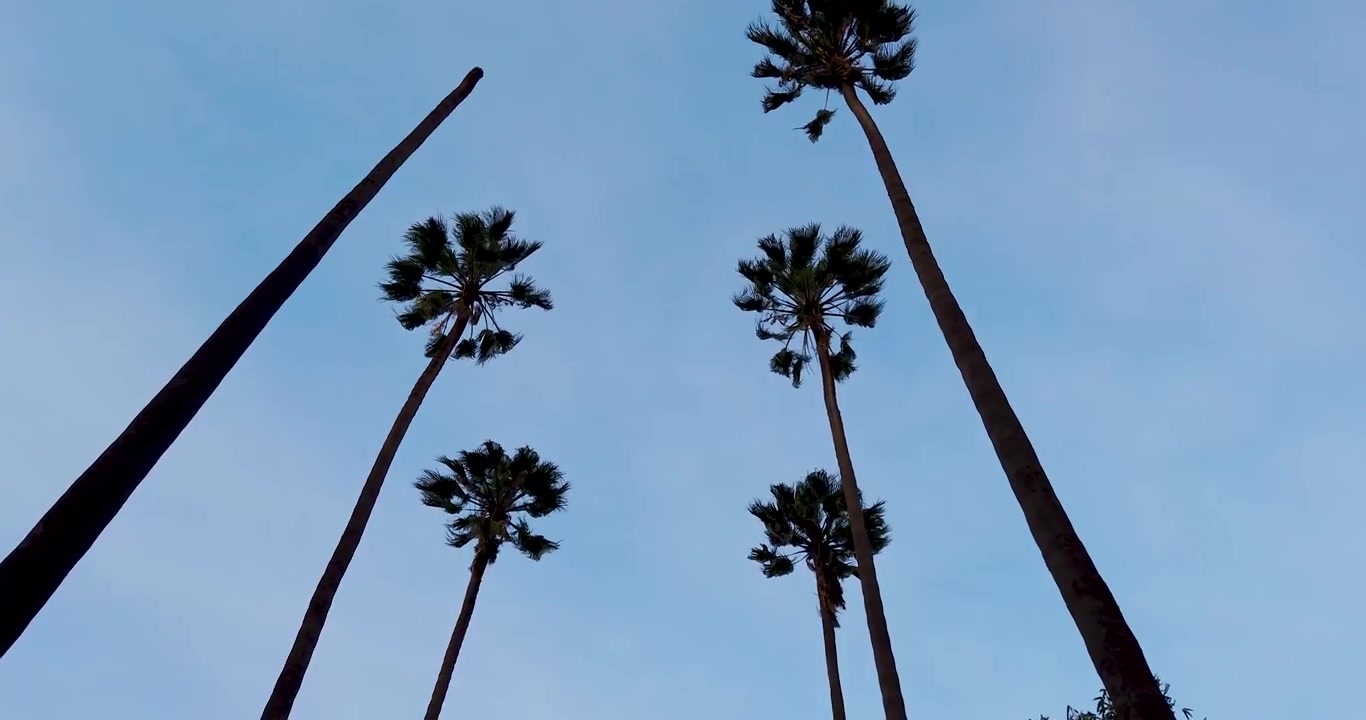 Ripresa zenitale di palme e alberi sullo spartitraffico nel quartiere Industriale nel centro di Città del Messico al tramonto