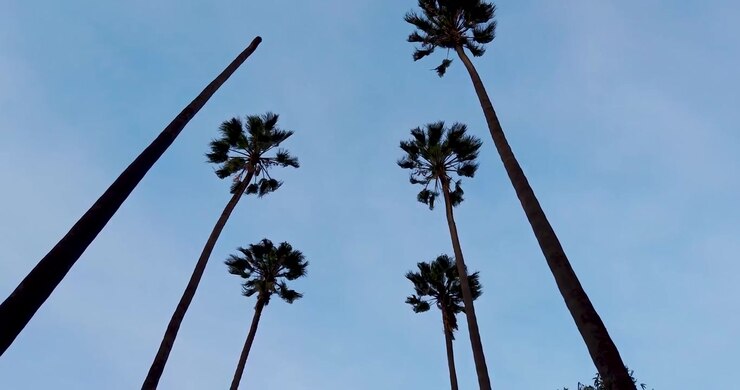 Ripresa zenitale di palme e alberi sullo spartitraffico nel quartiere Industriale nel centro di Città del Messico al tramonto
