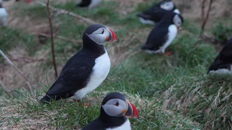 Close-up-of-Atlantic-puffin-flapping-wings,-Borgafjordur-Eystri-in-East-Iceland