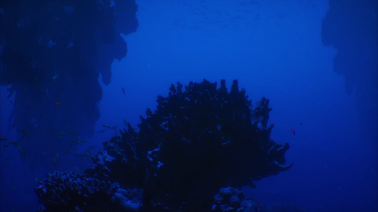 Exploring the depths of a vibrant underwater ecosystem in blue waters
