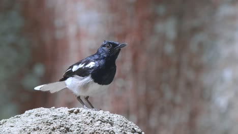 preening oriental magpie-robin bird on the rock reaching its head with its foot