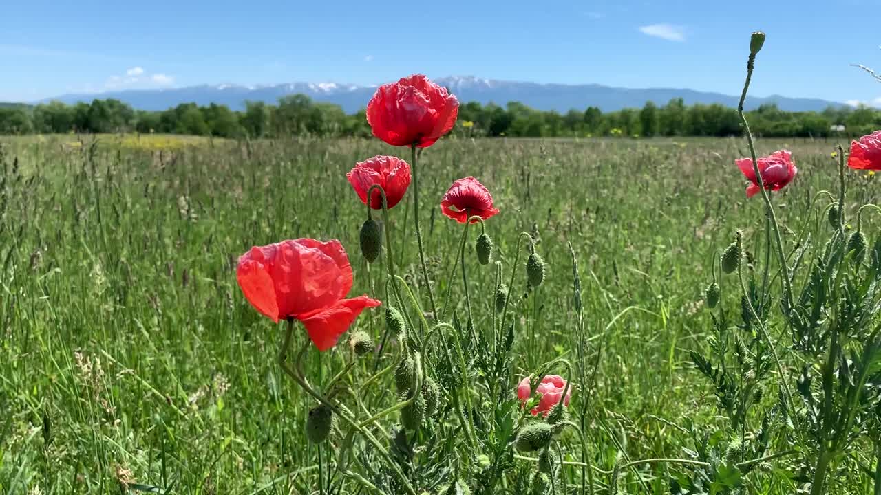 A bunch of poppy flowers in the foreground with a very green field in the background and mountains in the far distance.