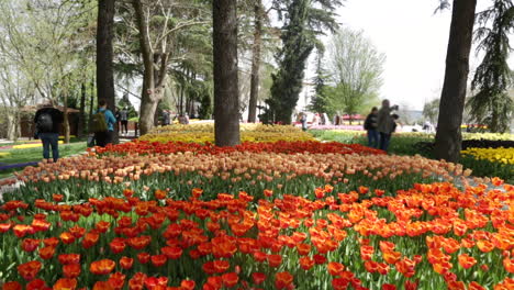 General-View-of-Public-Garden-in-a-spring-day-the-camera-tilts-down-with-visitors-in-the-background-taking-pictures-for-the-flowers