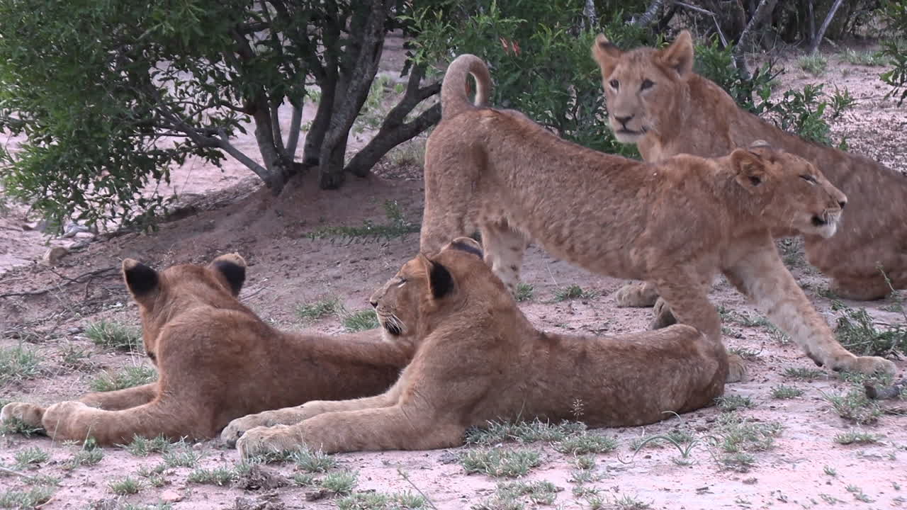 een groep jonge leeuwen rust op zandgrond bij een boom in zuid-afrika.