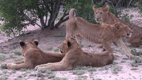 Group-of-young-lions-rest-on-sandy-ground-by-tree-in-South-Africa