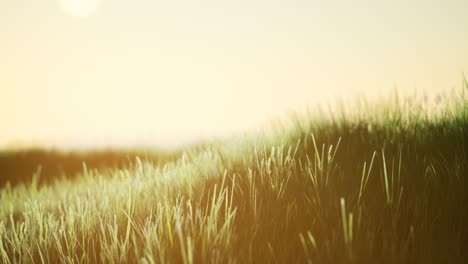 Green-field-at-sunrise-with-blue-sky