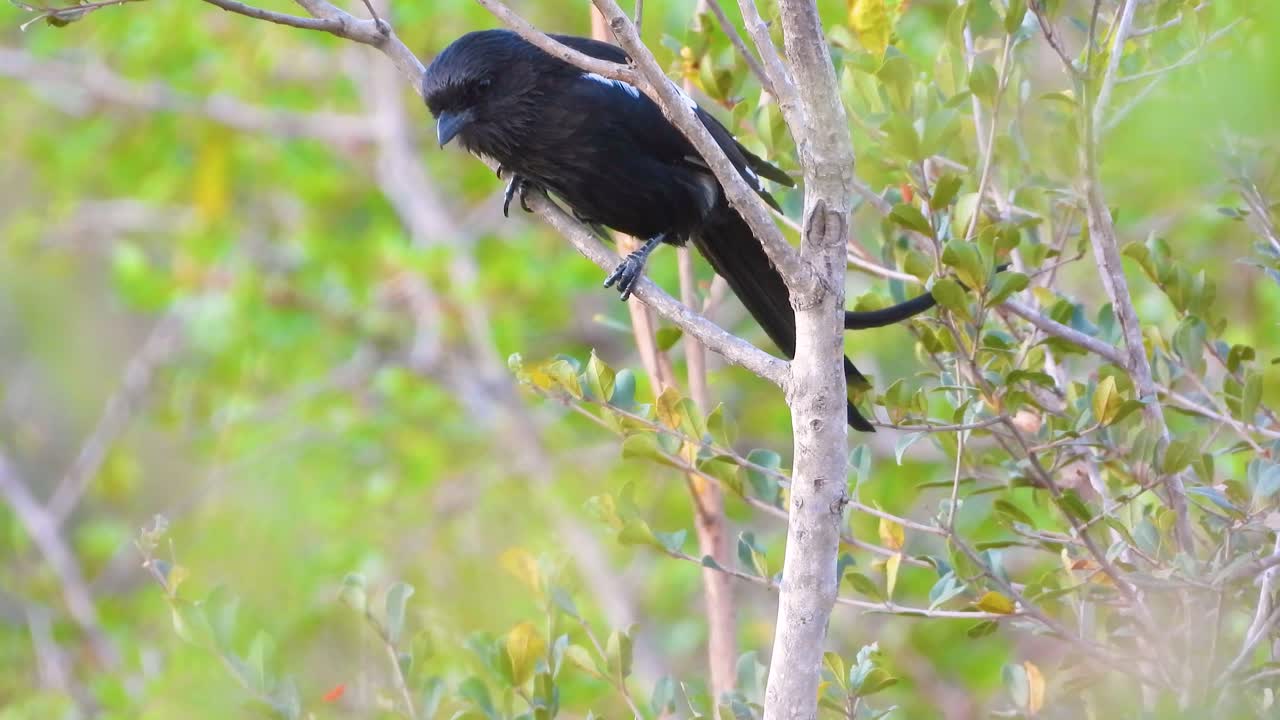 남쪽의 검은 플라이캐처는 나무에 머물면서 주변을 스캔합니다.