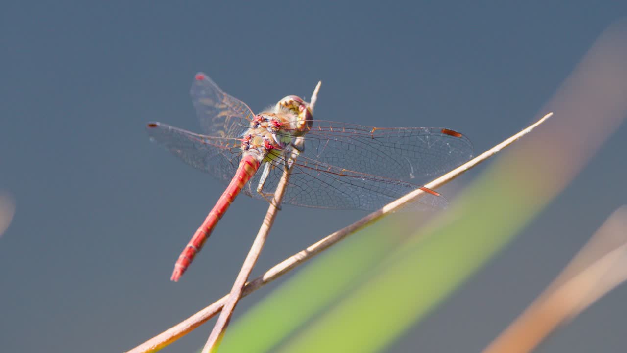 Macro shot of red dragonfly resting on grass, shallow depth, natural daylight, soft background