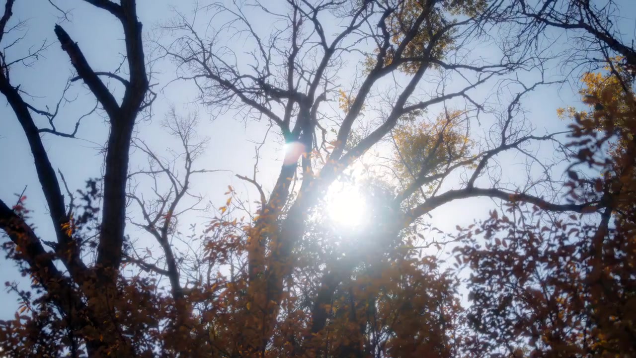 Destellos de sol entre los árboles de otoño