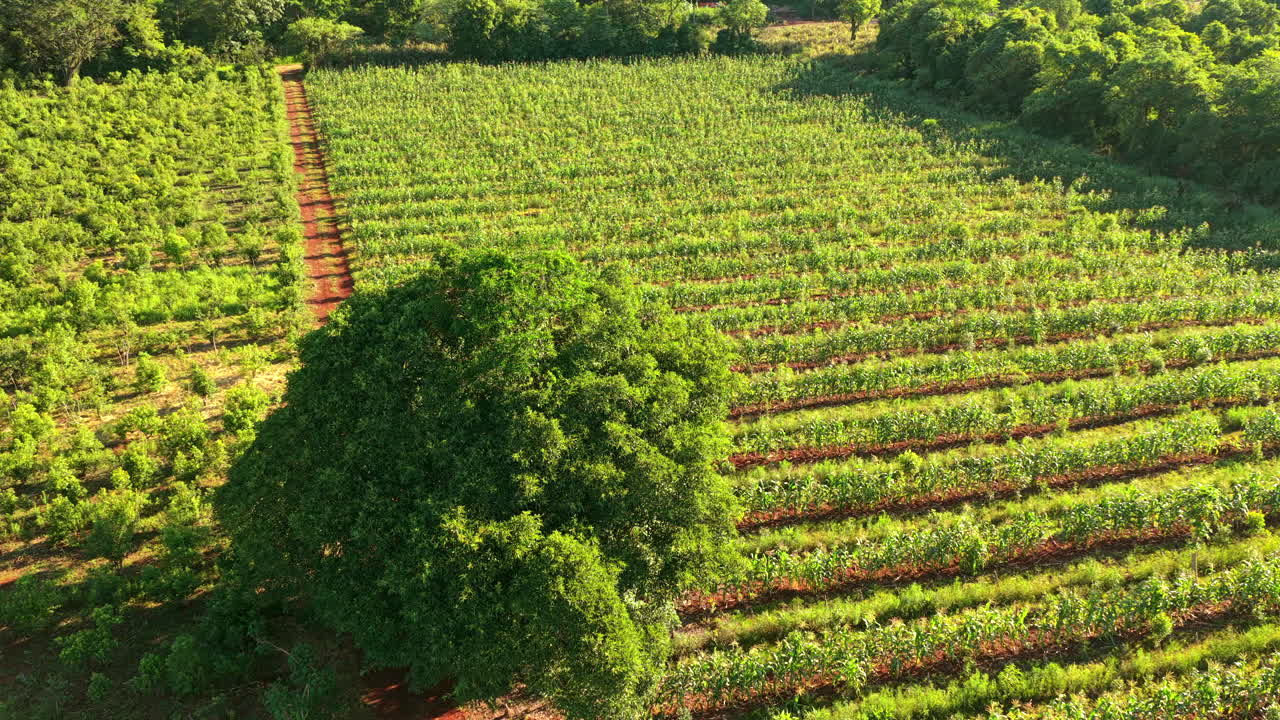 Drone descends over cultivated fields showing organized rows of corn and yerba mate crops in warm sunlight