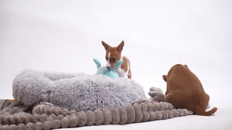 indulge in the adorable antics of these basenji puppies as they have a blast, showcasing their playful charm and boundless energy in this endearing stock footage