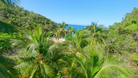 vuelo de aviones no tripulados sobre palmeras tropicales verdes en verano