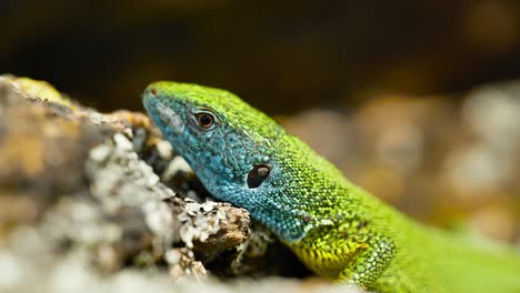 Un-Lagarto-Vibrante-Toma-El-Sol-Sobre-Una-Superficie-Rocosa,-Sus-Coloridas-Escamas-Brillan-Bajo-La-Luz-Del-Sol