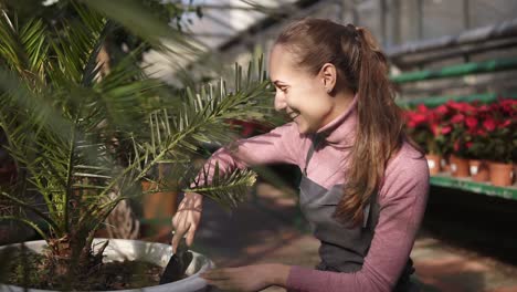 young attractive woman digs up the soil near green palm tree in the greenhouse