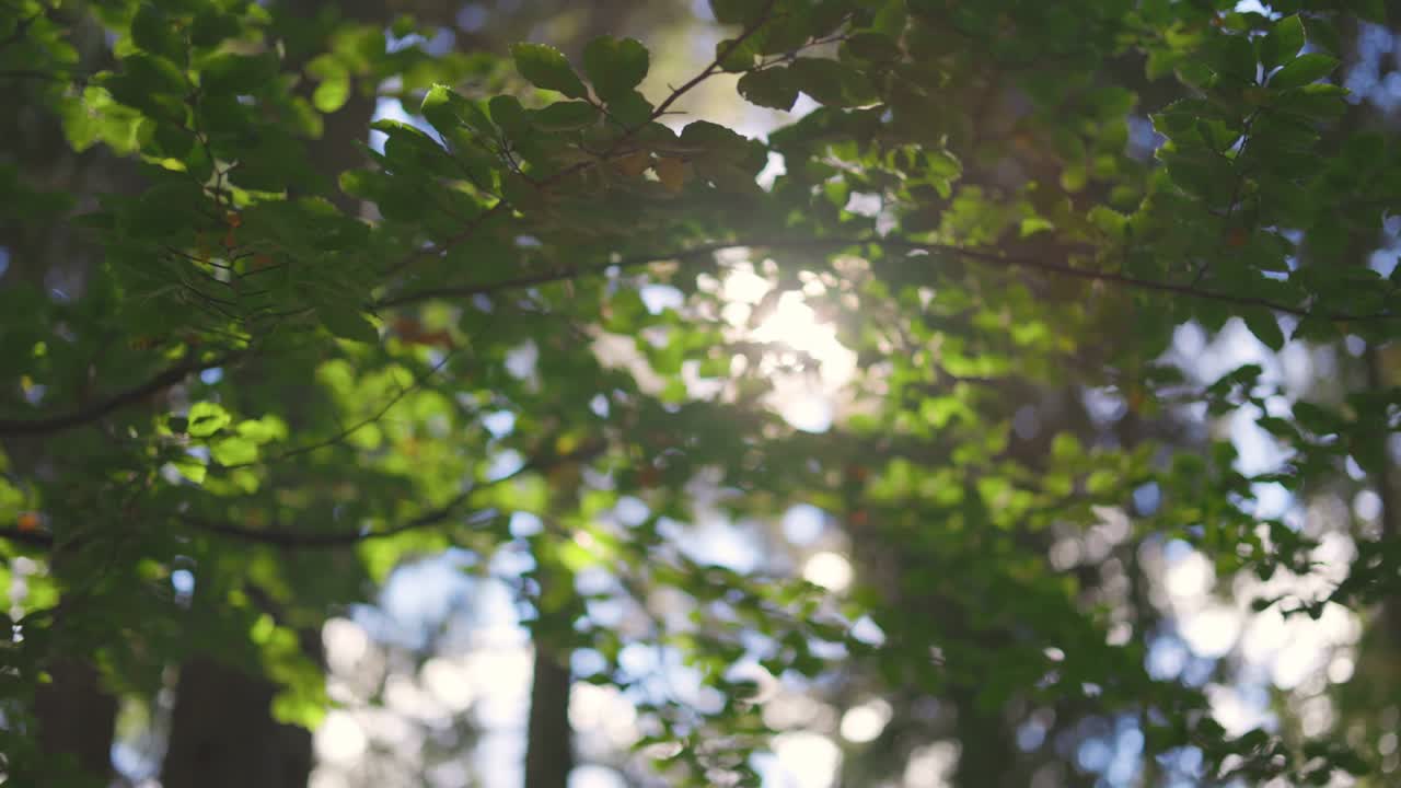 утреннее солнце мягко прорывается сквозь ветви зеленого дерева. неглубокий доф мягко nature shot. красивый круглый боке