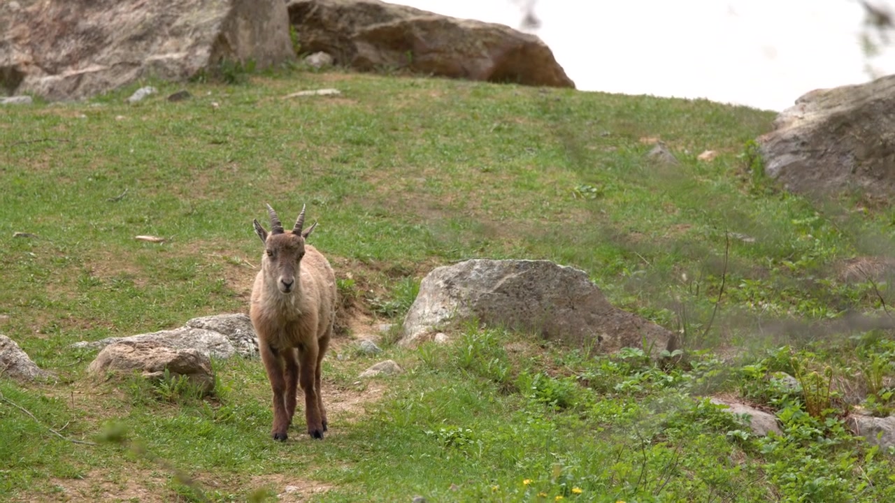 Uno stambecco alpino selvatico si erge su un pendio erboso, guardandosi intorno alla luce naturale del giorno.