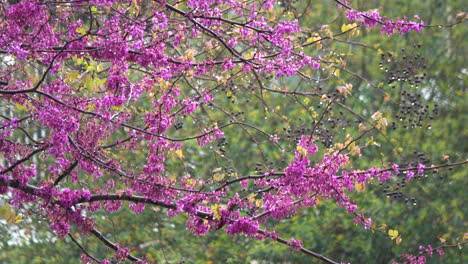 La-Lluvia-De-Verano-Gotea-A-Través-Del-Mirto-De-Crespón-Floreciente,-4k