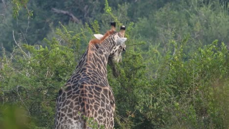 Südafrikanische-Giraffe,-Die-Auf-Blättern-Und-Zweigen-Weidet