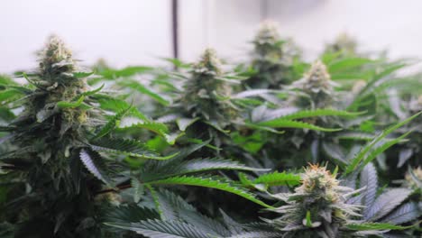 toma en cámara lenta de plantas de cannabis que crecen en una tienda de cultivo durante la etapa de floración