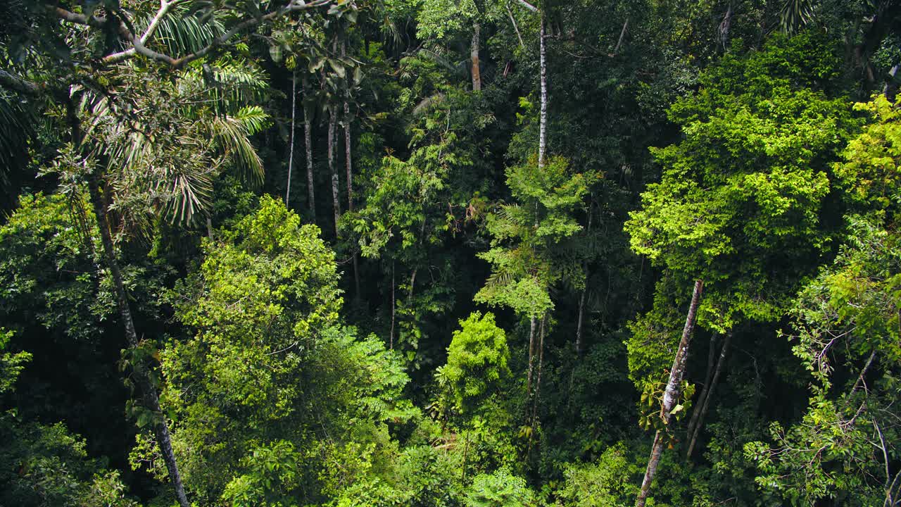 Flying over Peru’s Tambopata Reserve, lush rainforest layers unfold in a vibrant green aerial view.