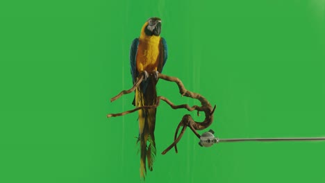 blue and yellow parrot macaw ( ara ararauna ) sitting or standing on branch on green screen background . shot on arri alexa cinema camera in slow motion .
