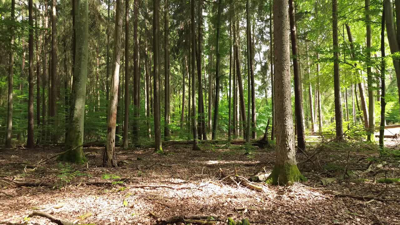 suelo de bosque mixto europeo con muñeco aéreo de luz solar