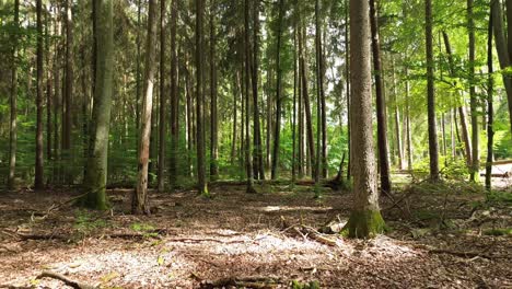 european-mixed-forest-floor-with-sunlight-aerial-dolly