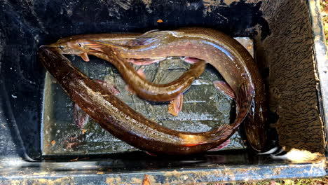 large pike catch