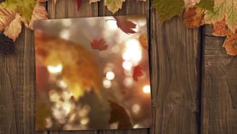 Screen-showing-forest,-falling-autumn-leaves-and-bright-sunlight-4k
