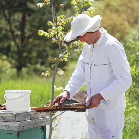 beekeeper holding frame with honeycombs. beekeeper works with bees and hives in the apiary