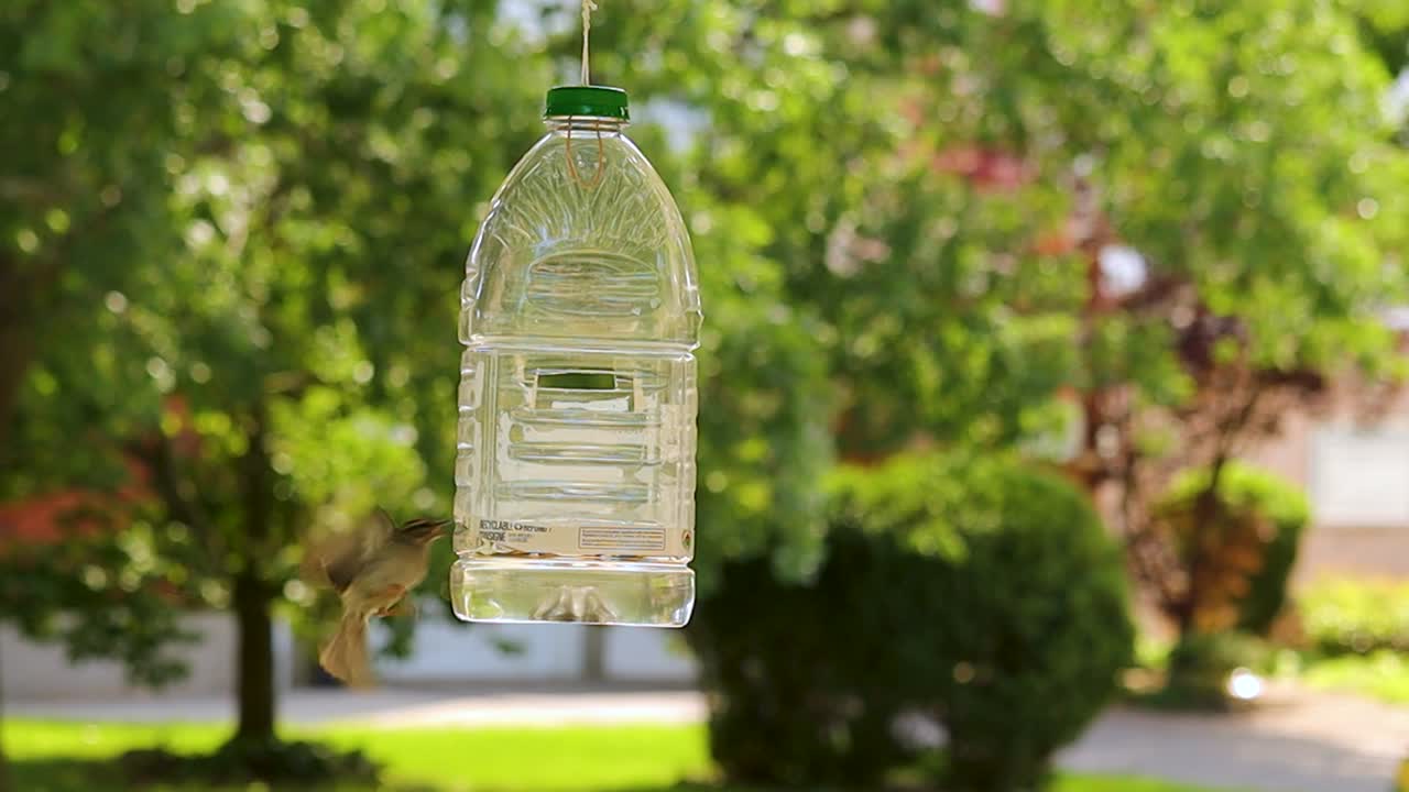 trampa de feromonas para polilla gitana se convierte en zona de alimentación para pájaros