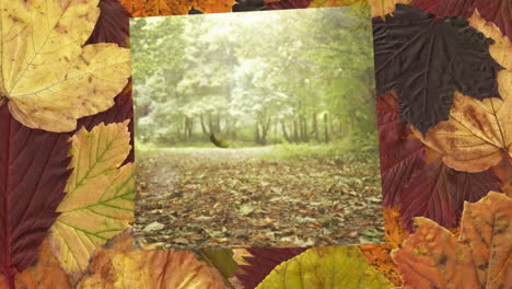 pantalla rodeada de hojas de otoño que muestran hojas que caen en el bosque durante la temporada de otoño