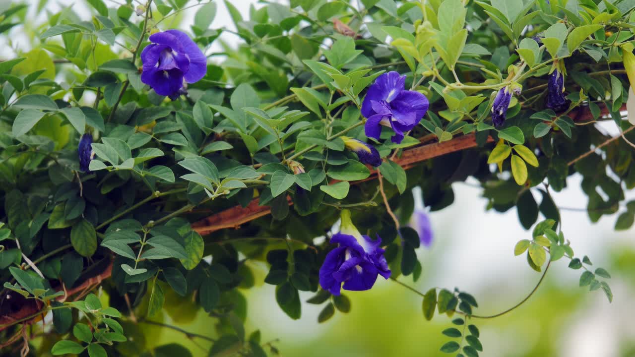 정원에서 꽃이 피는 아름다운 파란색 아파라지타 꽃의 정적