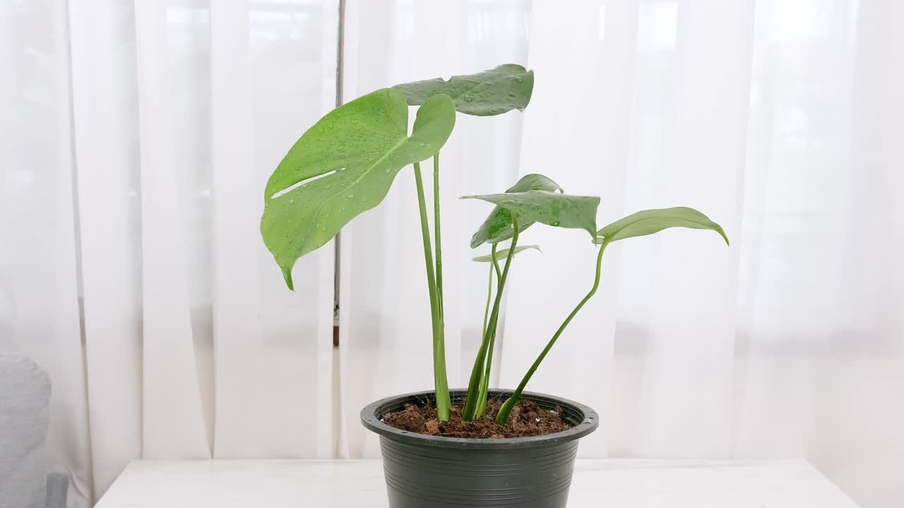 녹색 잎으로 홈 아이디어 장식