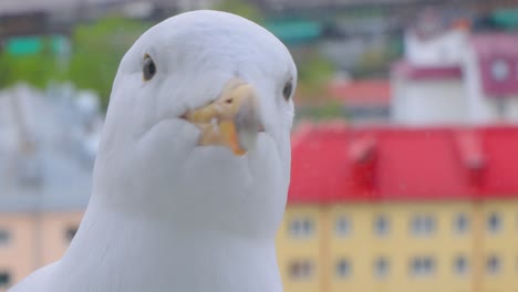 The head of a seagull in close-up. The bird landed on the window sill. Shooting through glass.