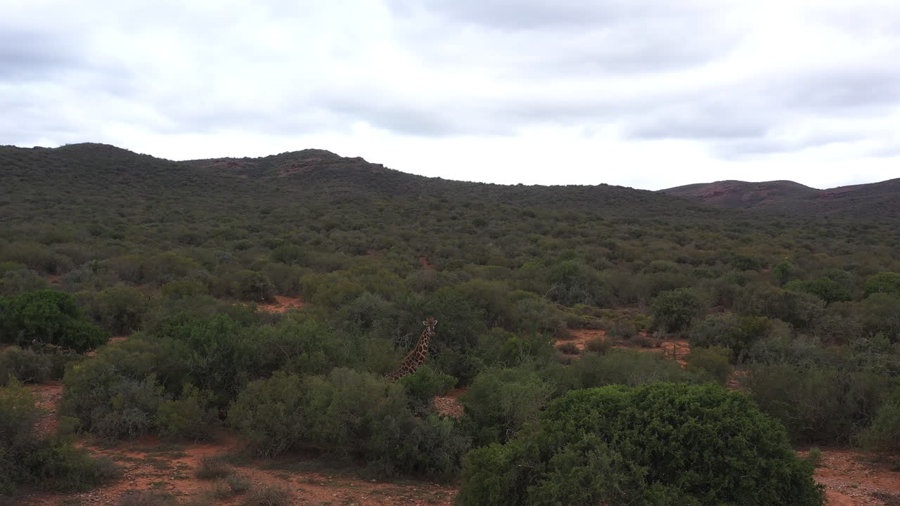 jirafa salvaje de pie en los arbustos sudáfrica tiro aéreo día nublado