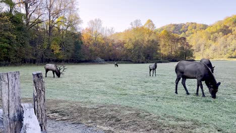 elk grazing in a pasture outside cherokee nc, north carolina