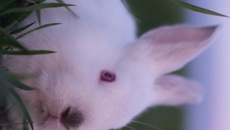 cute white rabbit eating grass at sunset white rabbit little rabbit