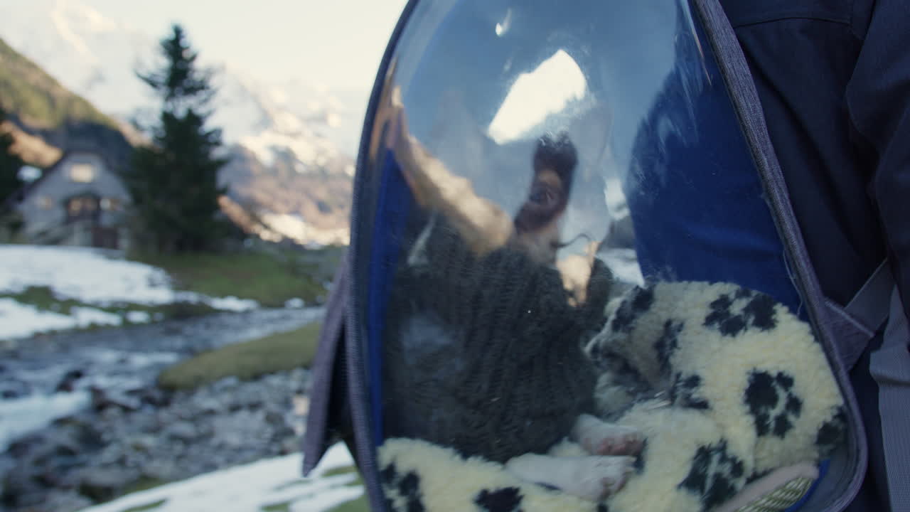 Dog in a Backpack in Mountains