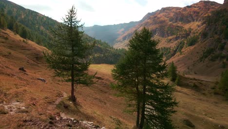 drone flying through green coniferous trees in the valley on a cold autumn morning in piedmont, italy