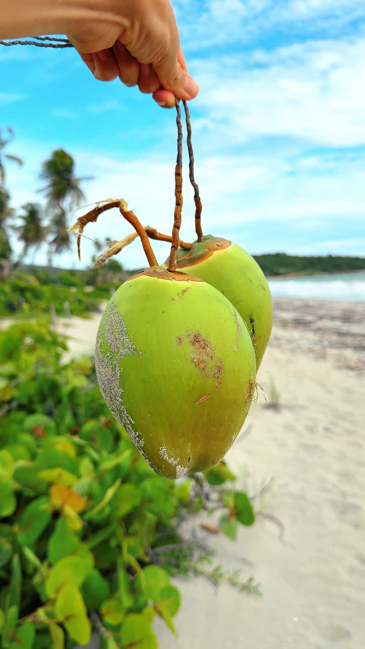 Hand holds a pair of coconuts in green shells. Findings at the exotic sandy tropical beach. Vertical video