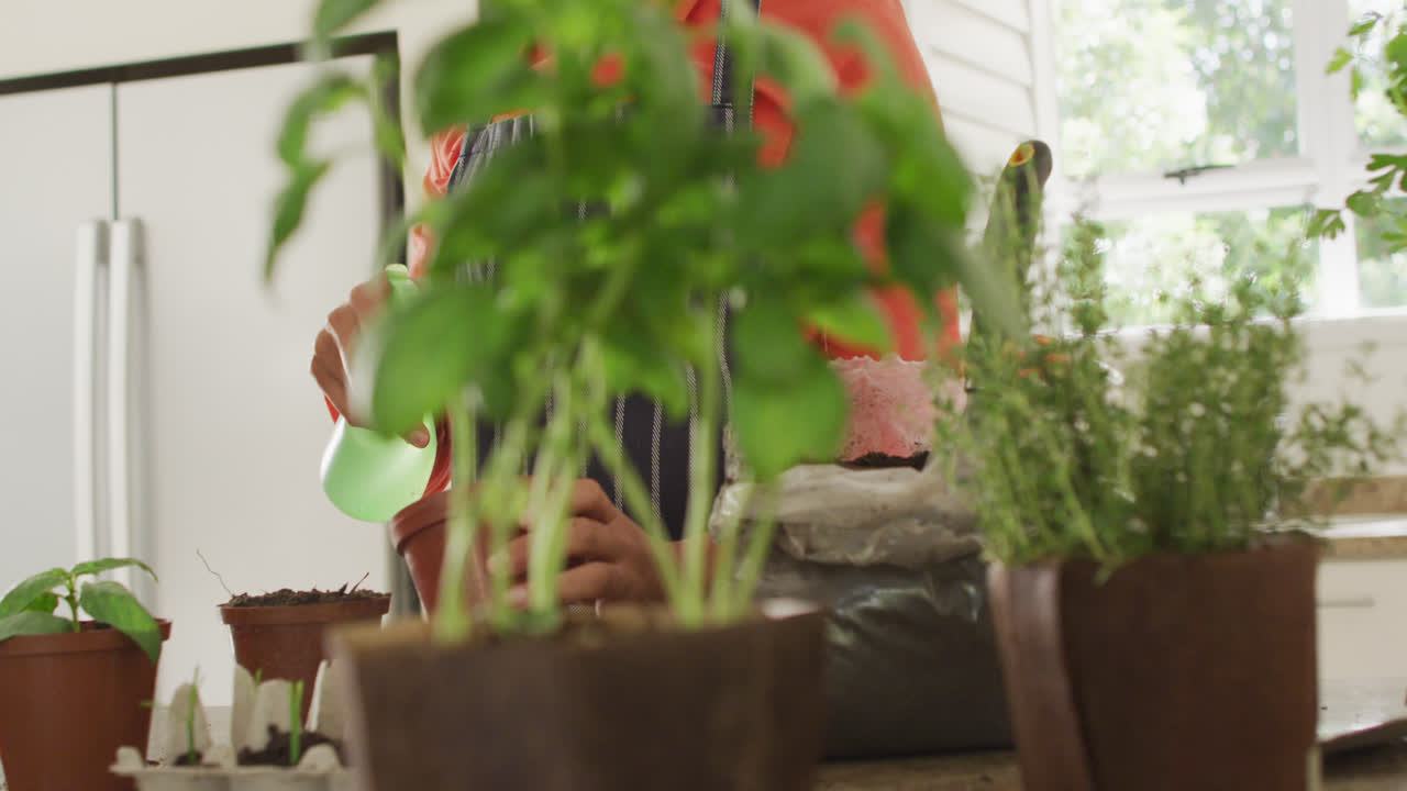 video de la sección media de una mujer biracial plantando hierbas