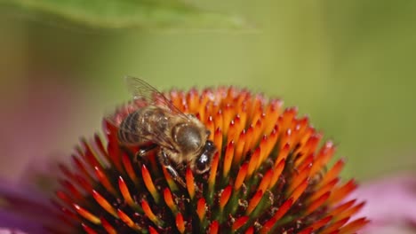 top-side-view-of-A-wild-honey-Bee-collecting-Nectar-from-an-orange-Coneflower-against-green-blurred-background