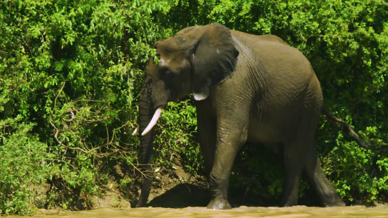 African Elephant in River
