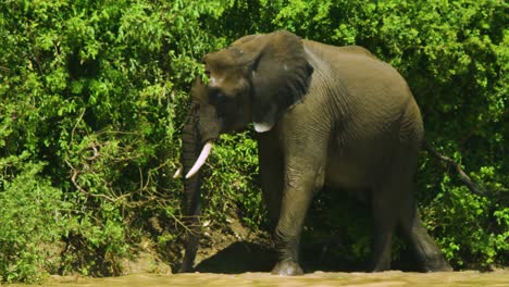 african elephant in river