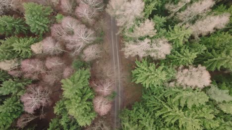 top view of a pathway in between a forest