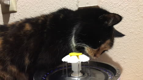 an old cat drinking clean water from a cat water fountain