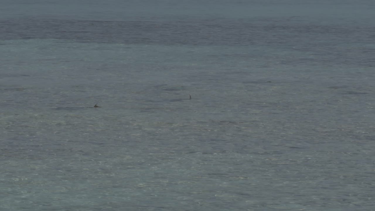 고래가 평온한 바다의 표면을 고, 안개가 가득한 배경, 조용한 바다 분위기, 넓은