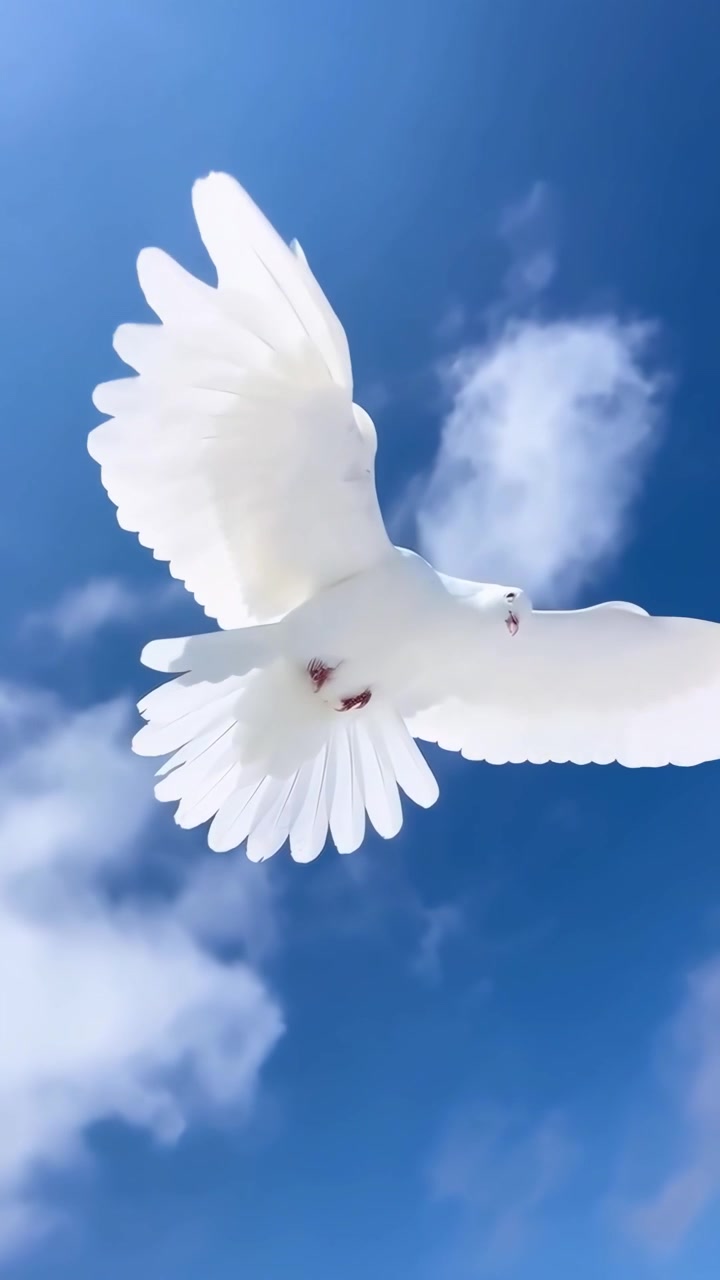 Colomba bianca che vola nel cielo blu con le nuvole
