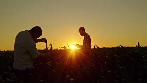 los agricultores inspeccionan el campo de maíz al atardecer